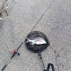 今年初のキビレ