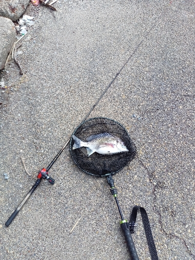 今年初のキビレ