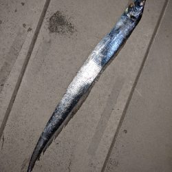 何時かぶりのタチウオ