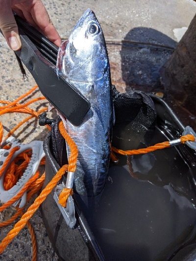 カツオ10分釣行