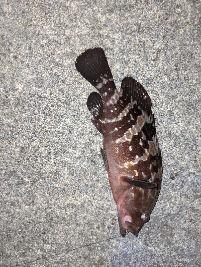 キジハタを狙いに