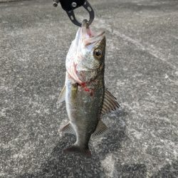 初の岸壁ジギング