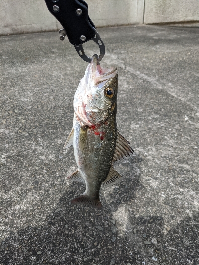 初の岸壁ジギング