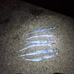 今シーズン初タチウオ