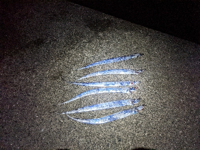 今シーズン初タチウオ