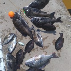 8/1釣果　紀州釣り連発しました！