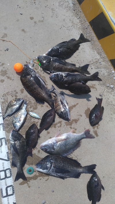 8/1釣果　紀州釣り連発しました！