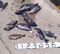 8/8釣果 チヌマハタグレ