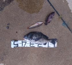 8/15釣果　チヌ42センチ！