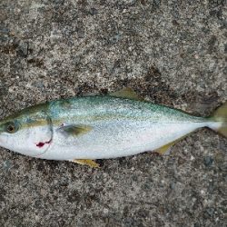 強風と小雨の中…