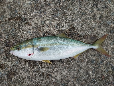 強風と小雨の中…