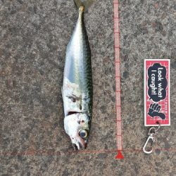 7月最終日サバ成長中