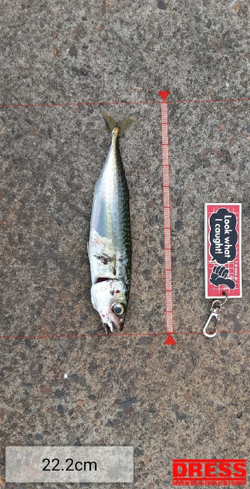 7月最終日サバ成長中