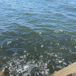 ちょい投げキス釣り