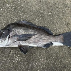 イチノ兄弟、釣果！