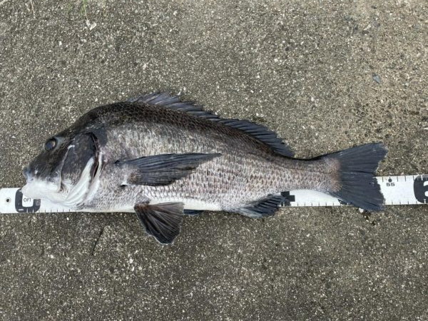 イチノ兄弟、釣果！