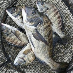 くろねこ流 紀州釣りに挑戦！！