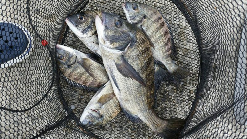 くろねこ流 紀州釣りに挑戦！！