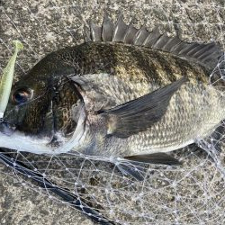 芦屋浜東護岸チヌ上がりました