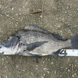 イチノ兄弟、釣果！