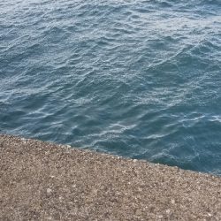 湯浅広川港　青物好調