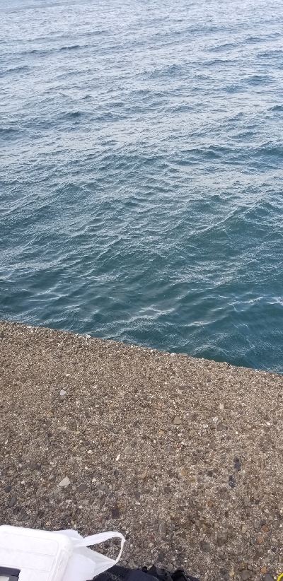 湯浅広川港 青物好調