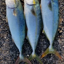 朝ハマチ、夕方タチウオ