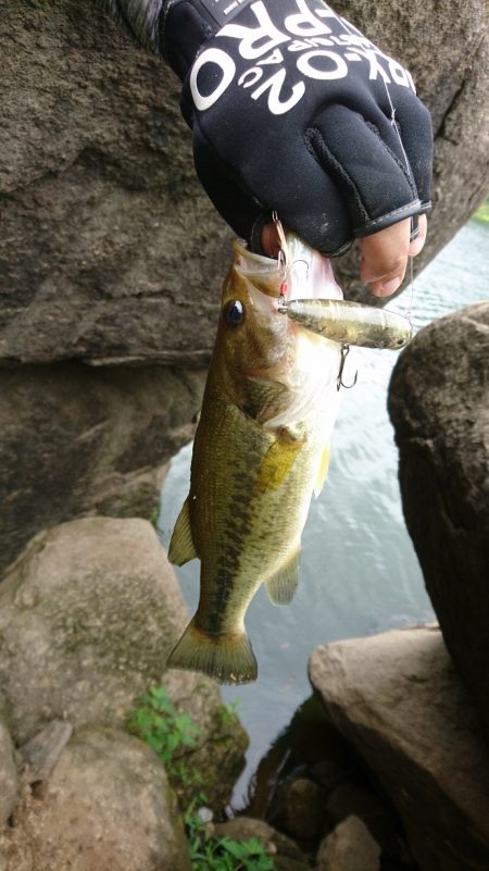 午前中の数釣り！