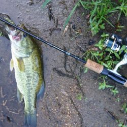 おかっぱリで数釣り！！