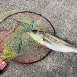 昼からショアジギング