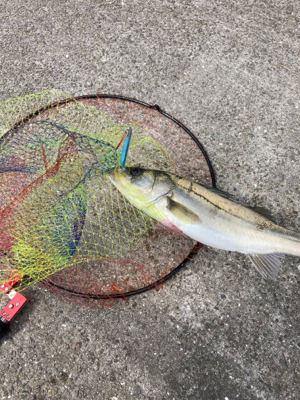 昼からショアジギング