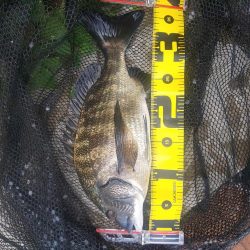 お盆が行けないので　～辰巳・さざなみ～