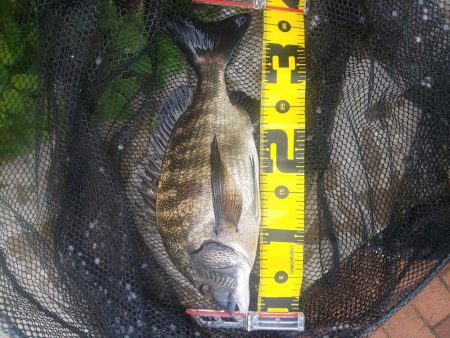 お盆が行けないので　～辰巳・さざなみ～