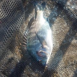 連日釣行　～さざなみ公園～