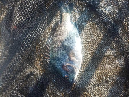 連日釣行　～さざなみ公園～