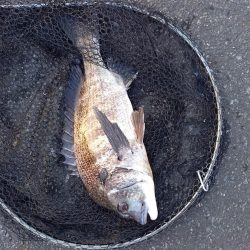 朝マヅメにトップで