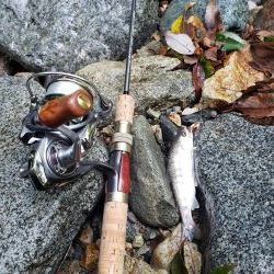 夏ヤマメ一里一匹