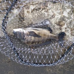 村田川下流の潮止まり