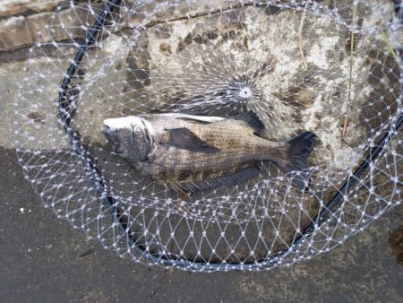 村田川下流の潮止まり