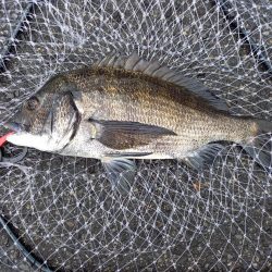 下げ潮三分でいいサイズゲット