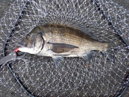 下げ潮三分でいいサイズゲット