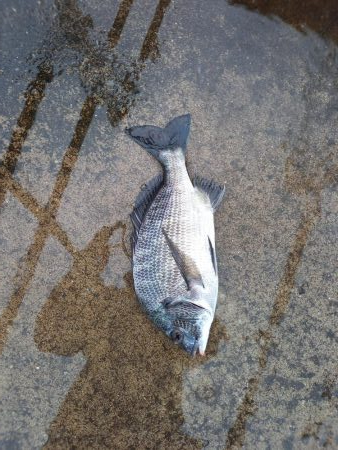 雨だから警戒心が薄いと思ったが・・・