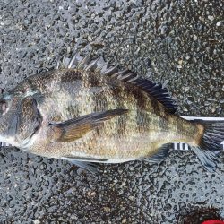 久しぶりに爆釣モード突入