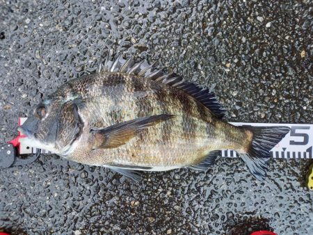 久しぶりに爆釣モード突入