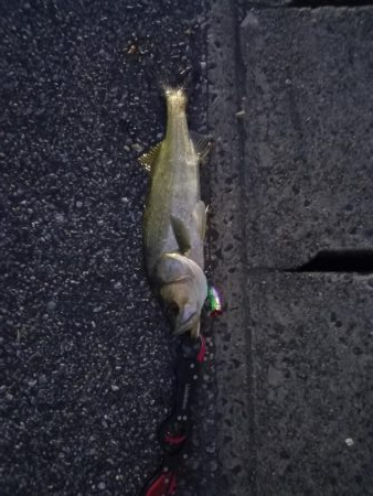 夕マヅメで一撃でした