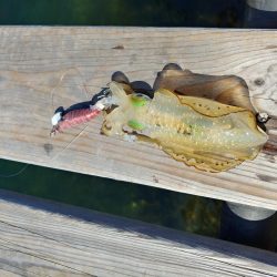 アオリイカ大きくなったね