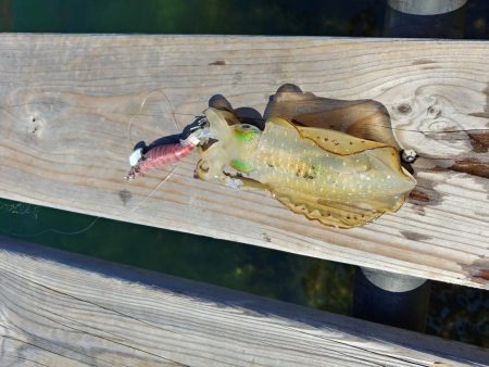 アオリイカ大きくなったね