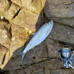 まだ居なかったショアブルー