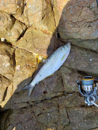 まだ居なかったショアブルー