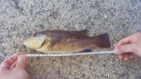 久しぶりのこぶ無し